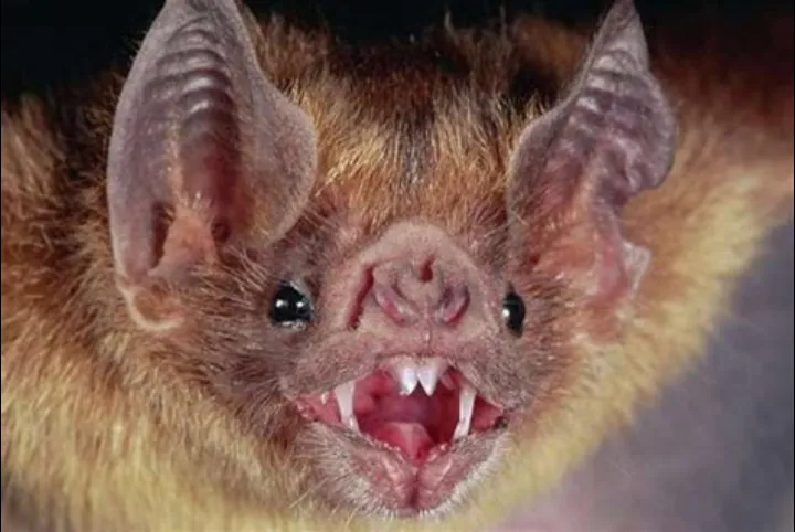 Screenshot_20250411-132219-653