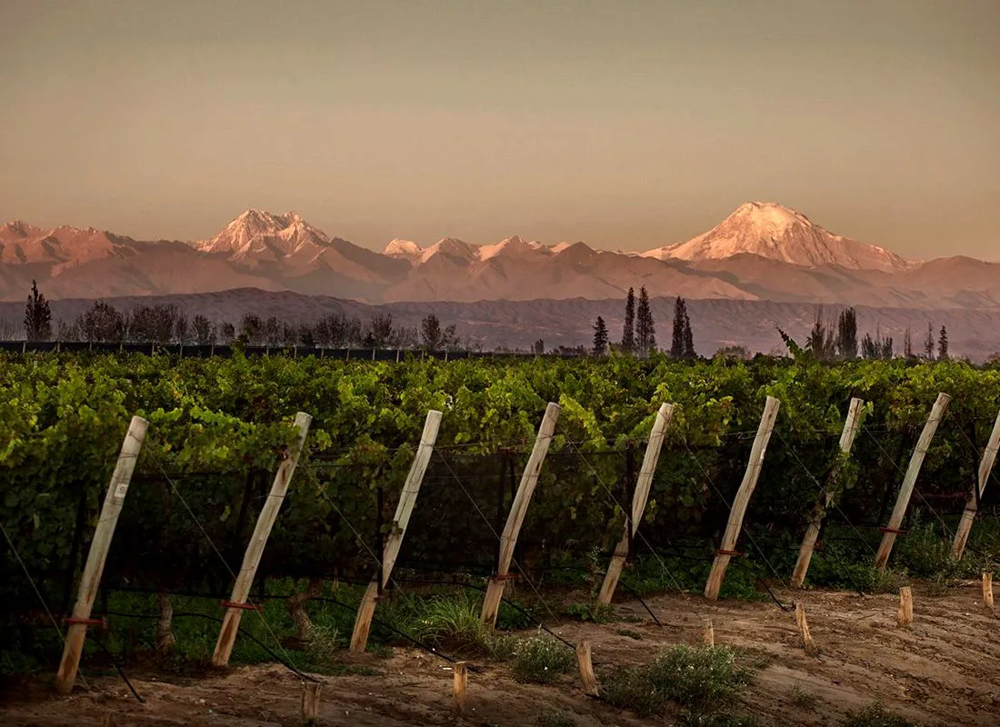 4.Atrdecer-en-vinedos-Vino-en-Mendoza